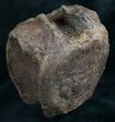 Hadrosaur Vertebra From Hell Creek Formation #8365-2